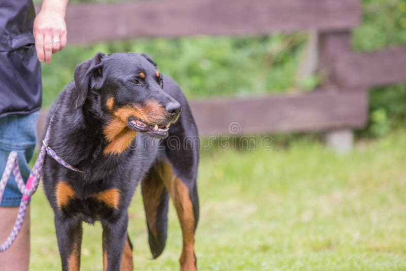 Beauceron Dog Living in Belgium Stock Image - Image of elegant: 124566713