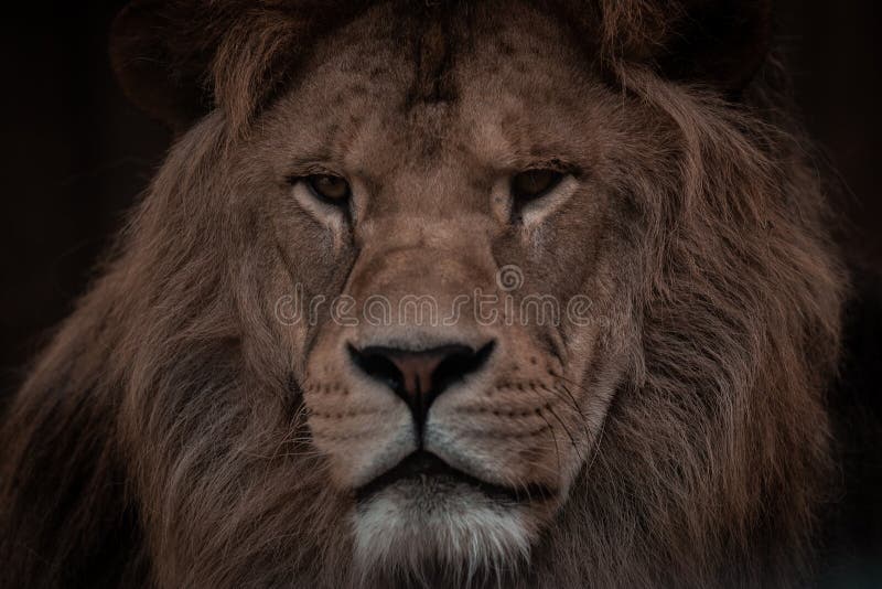 Portrait of a Beautiful African Male Lion in the Dark, Lion King Stock  Photo - Image of safari, leopard: 231908794