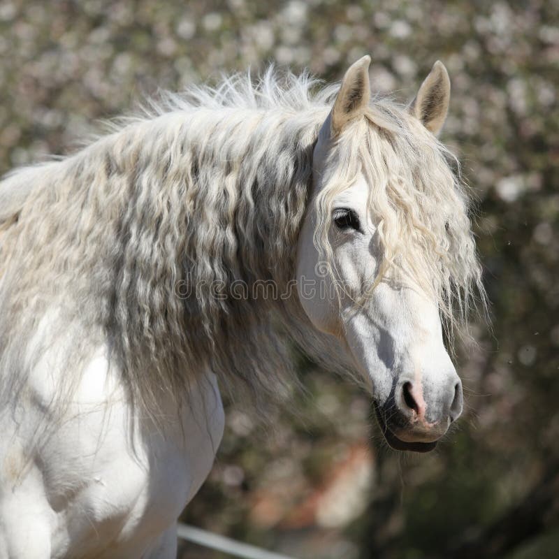 Portrait of Beautiful Andalusian Mare in Spring Stock Image Image of