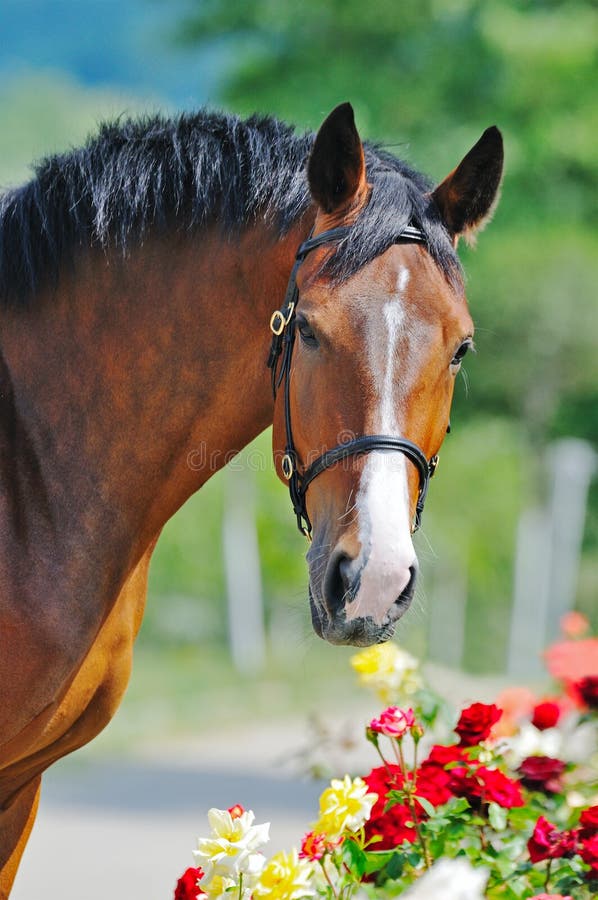 Portrait of beautiful bay horse stock photo