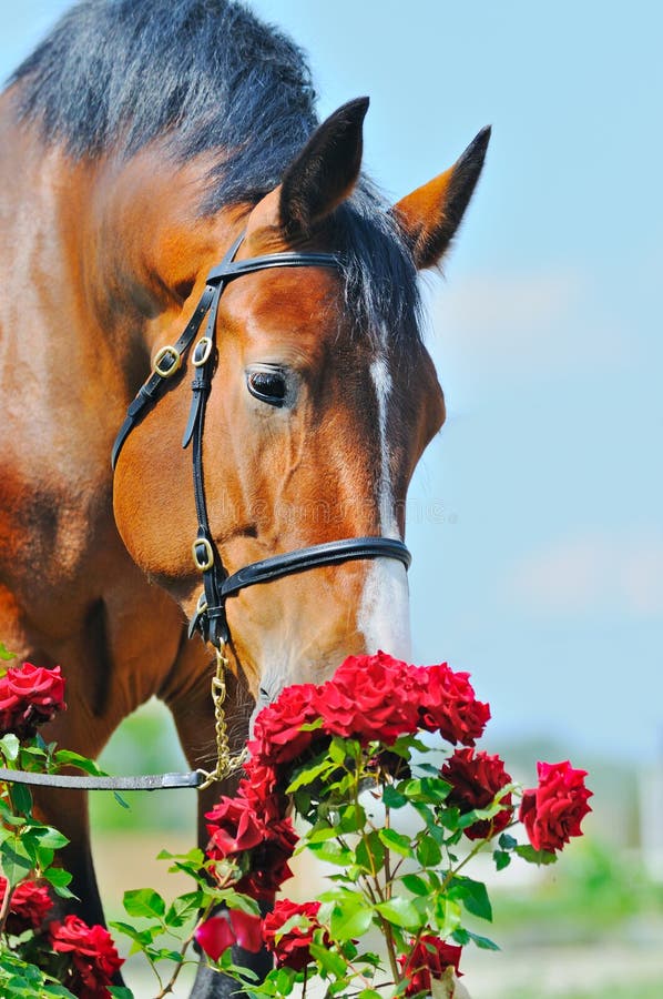 Portrait of beautiful bay horse royalty free stock photography