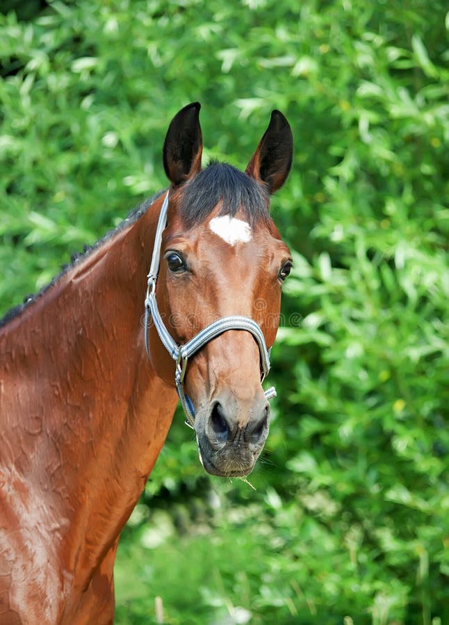 Cavalo rindo da câmera. foto de stock. Imagem de rural - 227099740