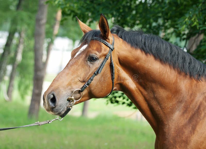 Portrait of beautiful bay stallion