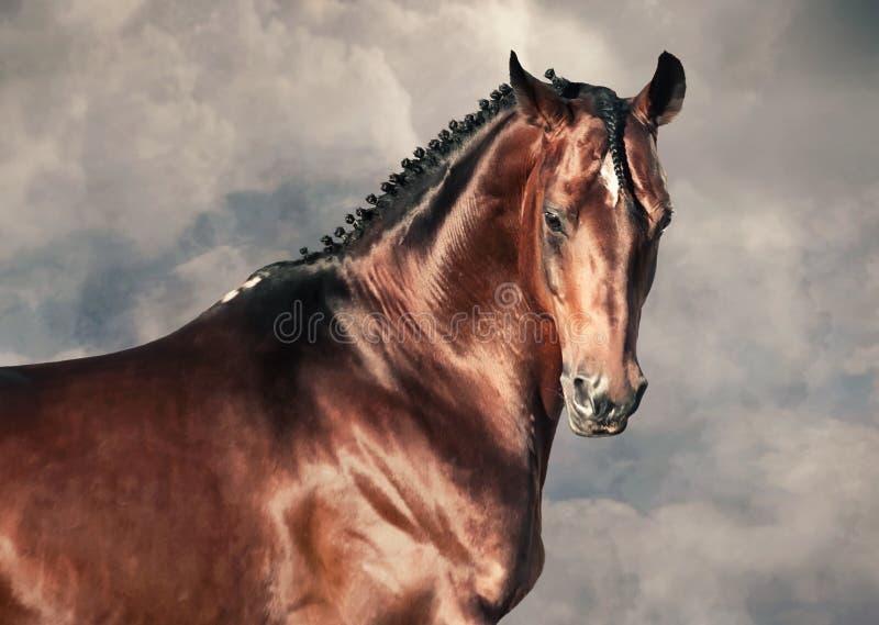 Portrait of beautiful bay stallion agaist cloudy background