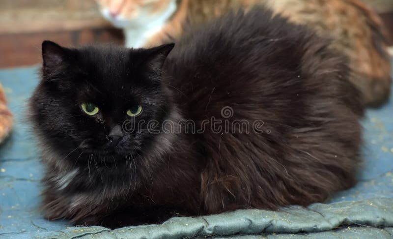 Portrait Beautiful Black Chantilly Tiffany Cat Stock Photo - Image of
