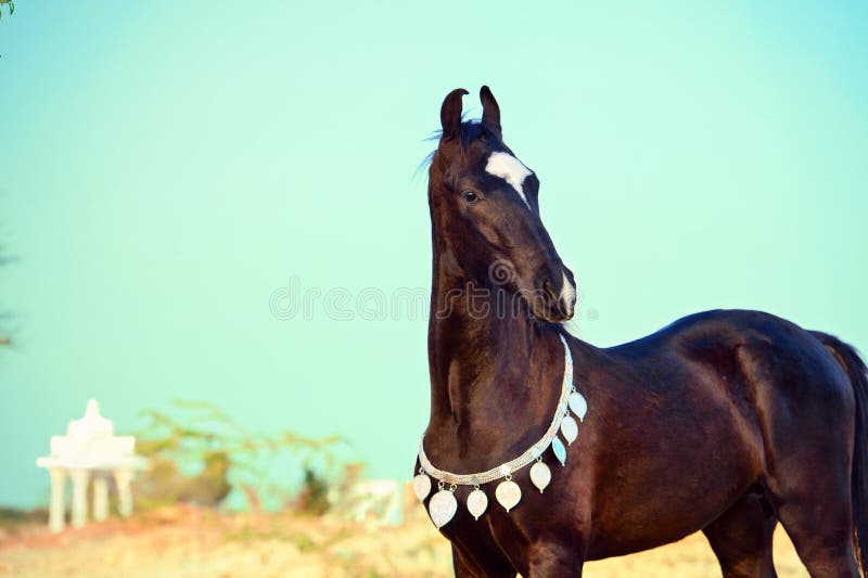 portrait-beautiful-black-marwari-colt-india-portrait-beautiful-black-marwari-colt-india-118029000.jpg