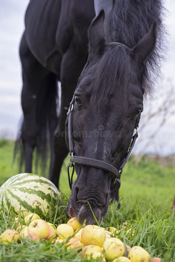 Portrait of beautiful black sportive horse eating fruits and grass. posing in green grass field. autumn season. horsy care and