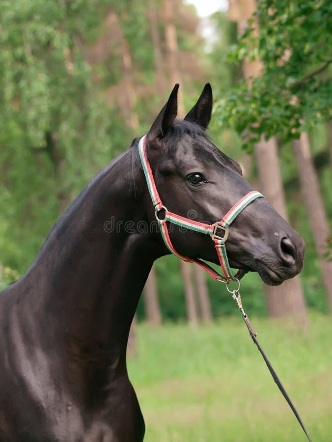 Portrait of Beautiful Black Stallion Stock Image Image of summer