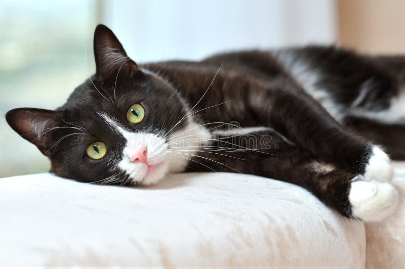 Portrait of a beautiful black and white cat resting on a sofa in a bright room stock image Portrait of a beautiful black and white cat resting on a sofa in a bright room stock image