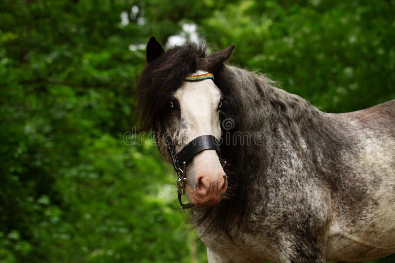 Portrait of a beautiful breeding stallion of the breed: gypsy vanner or irish cobin the coniferous forest, a horse with a long mane and blue eyes.