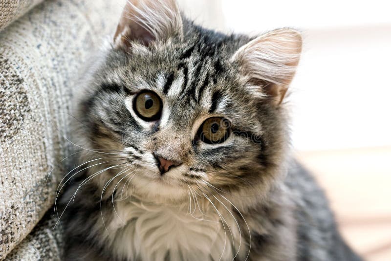 Portrait of a beautiful cat cute adorable kitten