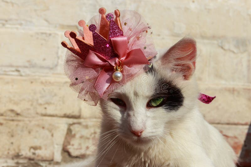 Portrait of beautiful cat wearing crown stock photography