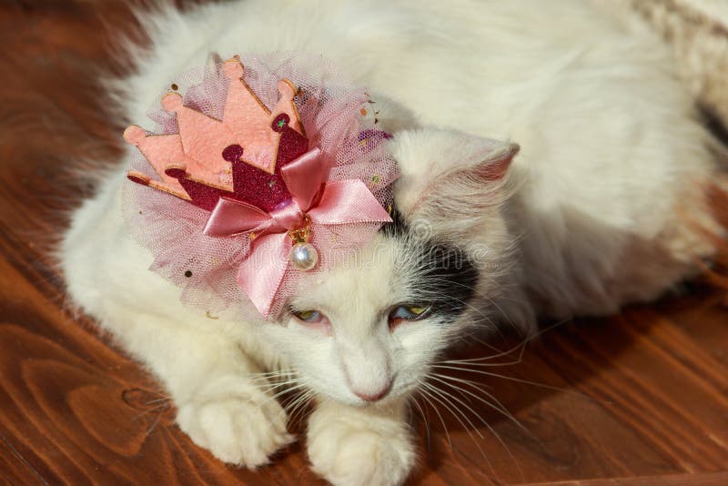 Portrait of beautiful cat wearing crown stock photography