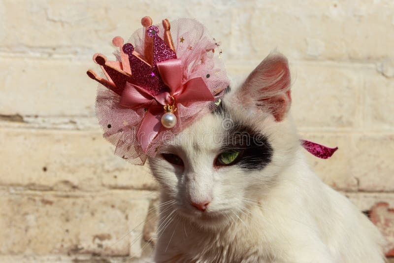 Portrait of beautiful cat wearing crown royalty free stock photography