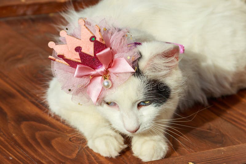 Portrait of beautiful cat wearing crown stock photo