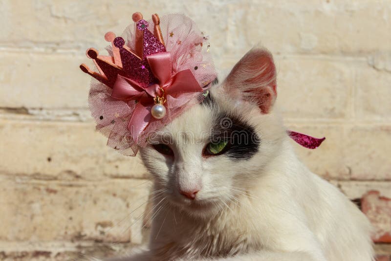 Portrait of beautiful cat wearing crown stock image