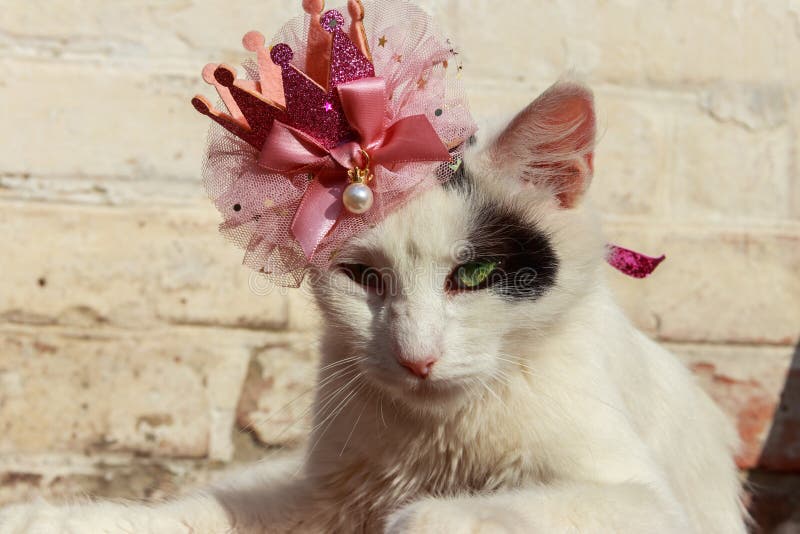 Portrait of beautiful cat wearing crown royalty free stock image