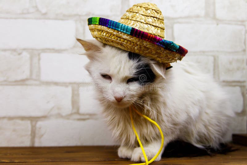 Portrait of beautiful cat wearing sombrero hat stock photos