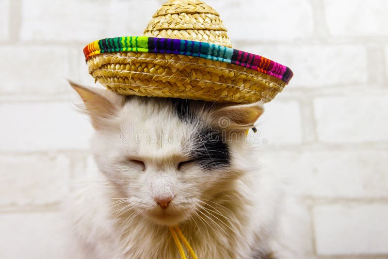 Portrait of beautiful cat wearing sombrero hat stock photos
