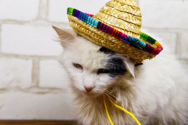Portrait of beautiful cat wearing sombrero hat royalty free stock image