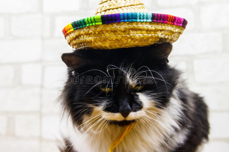 Portrait of beautiful cat wearing sombrero hat royalty free stock photography