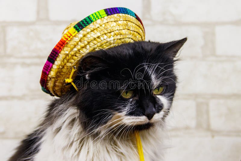 Portrait of beautiful cat wearing sombrero hat stock photography