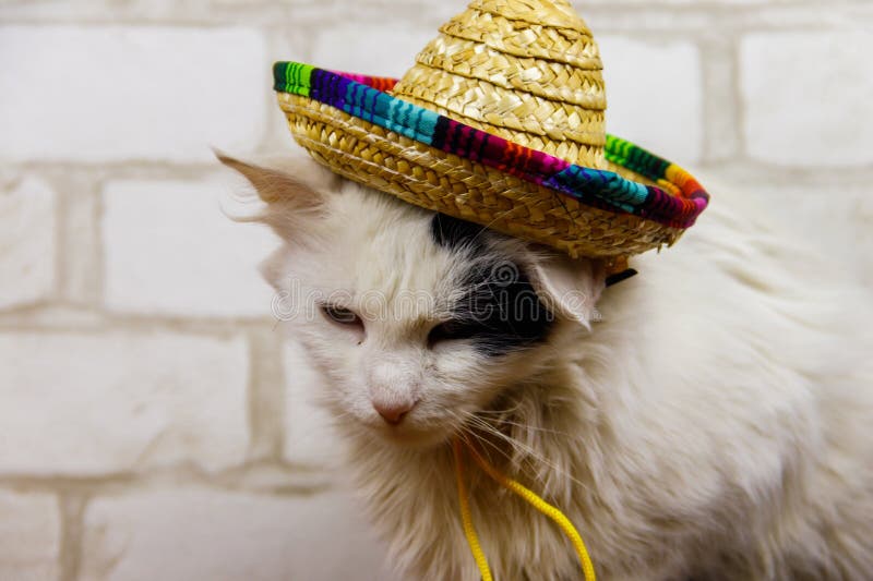 Portrait of beautiful cat wearing sombrero hat stock photos