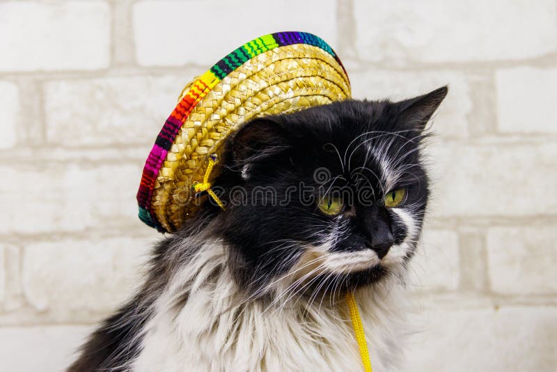 Portrait of beautiful cat wearing sombrero hat stock images