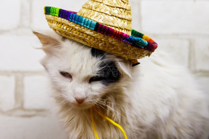 Portrait of beautiful cat wearing sombrero hat stock images