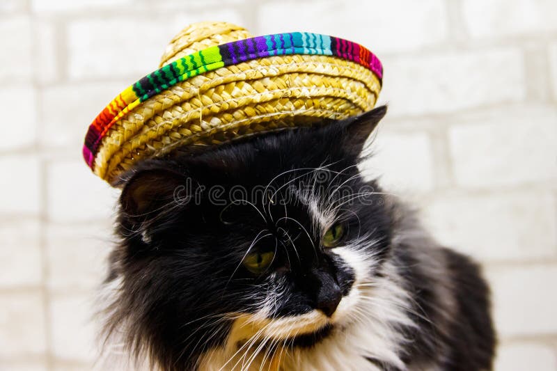 Portrait of beautiful cat wearing sombrero hat stock photography