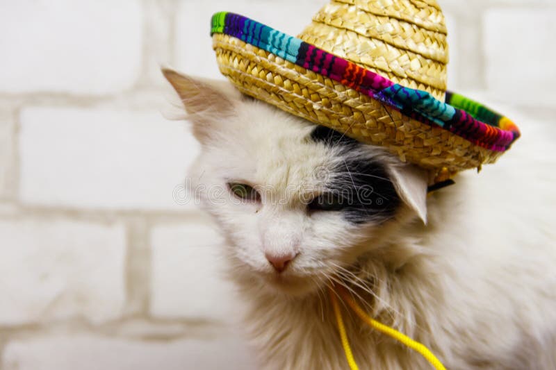 Portrait of beautiful cat wearing sombrero hat royalty free stock photos