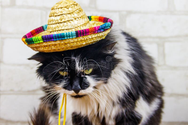 Portrait of beautiful cat wearing sombrero hat stock image
