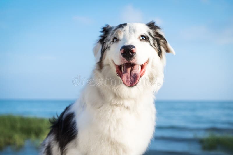 Portrait of a beautiful dog Australian Shepherd Aussie against the blue sky by the sea