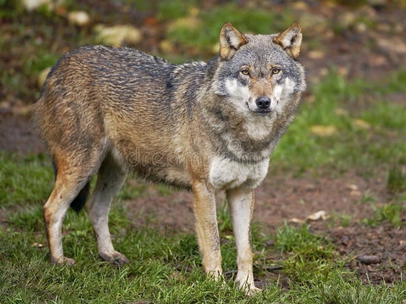 European Red Wolf Portrait Watching, Alert Stock Photo - Image of ...