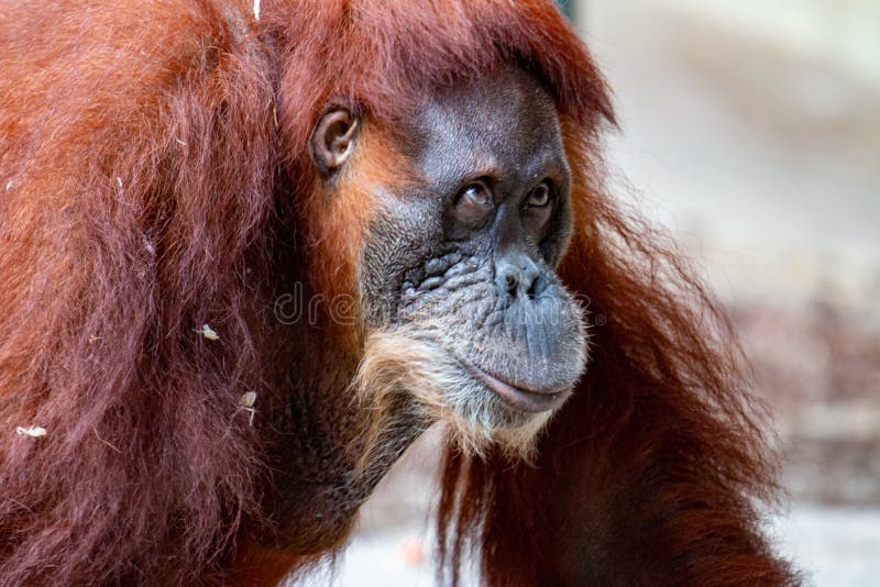 A Female  Orangutan  Look At Me I Am Beautiful  Portrait 