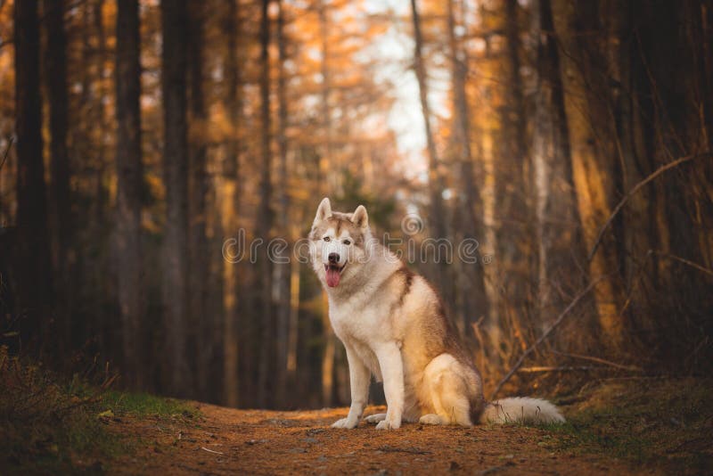 Portrait of beautiful and free Siberian Husky dog sitting in the bright enchanting fall forest