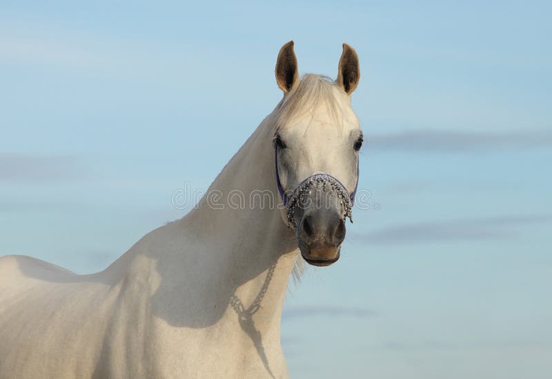 Portrait of a beautiful grey arabian horse royalty free stock images Portrait of a beautiful grey arabian horse royalty free stock images