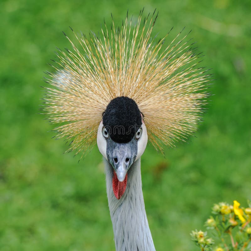 A portrait of a beautiful Grey Crowned Crane royalty free stock photo A portrait of a beautiful Grey Crowned Crane royalty free stock photo