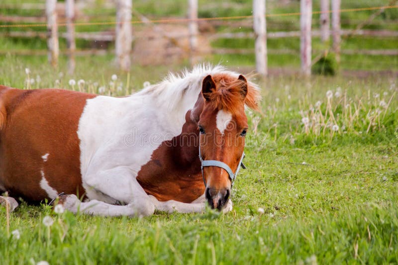 Portrait of Beautiful Horse Lying Down on the Ground Stock Photo