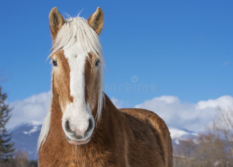 Portrait of a beautiful horse