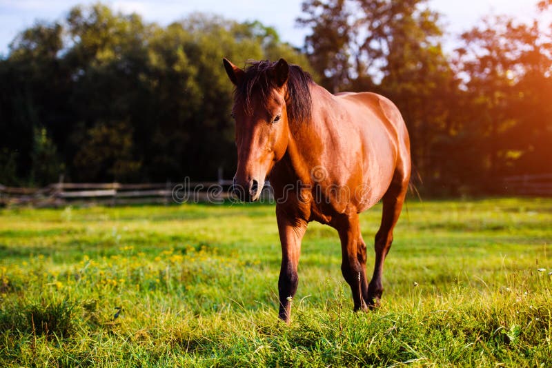 Portrait of beautiful horse in summer royalty free stock images Portrait of beautiful horse in summer royalty free stock images