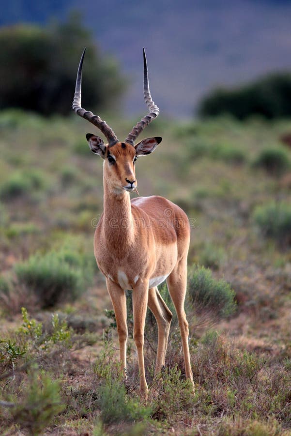 Portrait of a beautiful Impala ram in South Africa