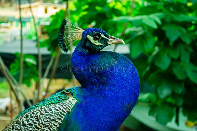 Portrait of a Beautiful Indian Blue Headed Male Peacock Bird on a Green  Background Stock Photo - Image of colorful, dancing: 192295830
