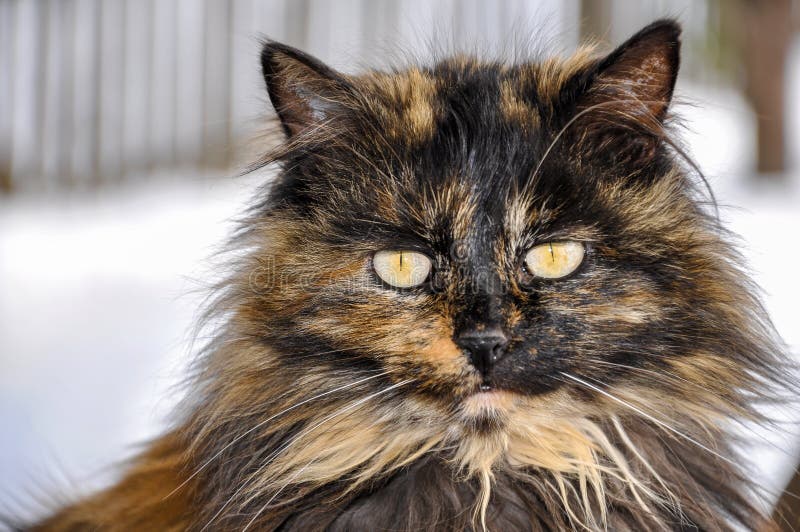 Portrait of Beautiful Long Hair Tortoiseshell Cat with Yellow Eyes Stock  Photo - Image of curious, whiskers: 110650078