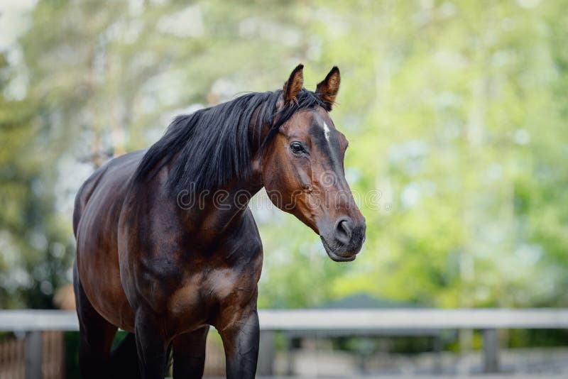 Beautiful old showjumping trakehner horse in summer