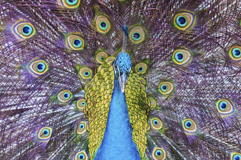 Peacock bird stock photo. Image of dance, color, tail 140974790