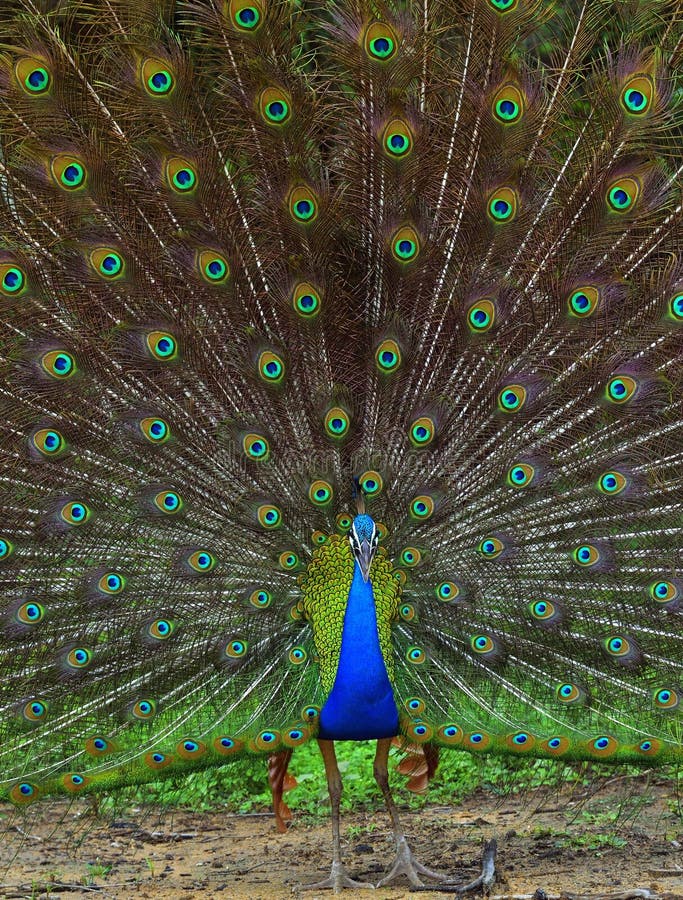 Portrait of beautiful peacock with feathers out. stock image Portrait of beautiful peacock with feathers out. stock image