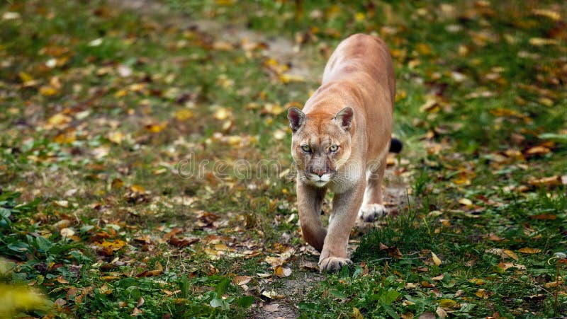 Portrait Beautiful Puma in Autumn Forest. Cougar - Mountain Lion, Striking Pose, Scene in the Woods Stock - Image habitat, america: 234417565