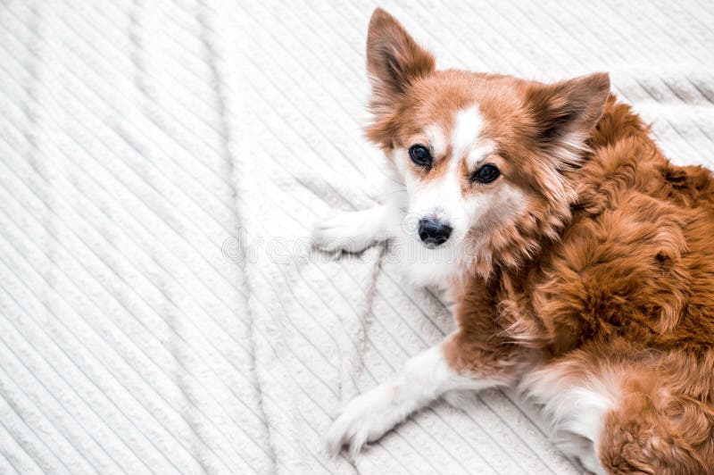 Portrait Of A Beautiful Redhaired Dog On A White Background Stock
