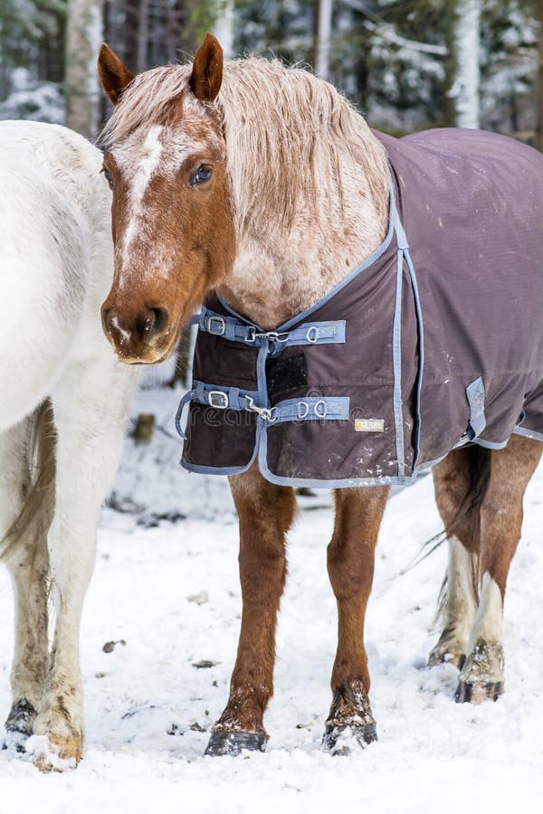 dressed red horse in the winter royalty free stock images dressed red horse in the winter royalty free stock images